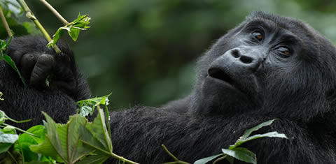 Mountain Gorilla Trekking - Rwanda and Uganda