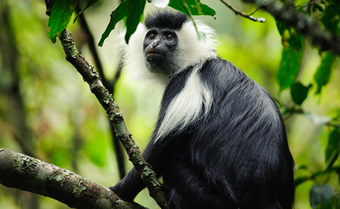 Nyungwe Forest National Park Rwanda