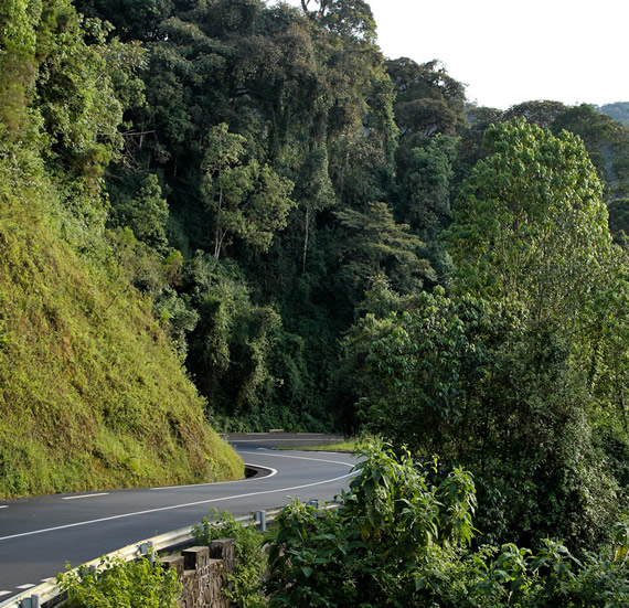 Nyungwe Forest National Park — Chimp Tracking & Canopy Walks; One of Africa’s oldest and largest montane rainforests, Nyungwe is home to 13 primate species including chimpanzees,