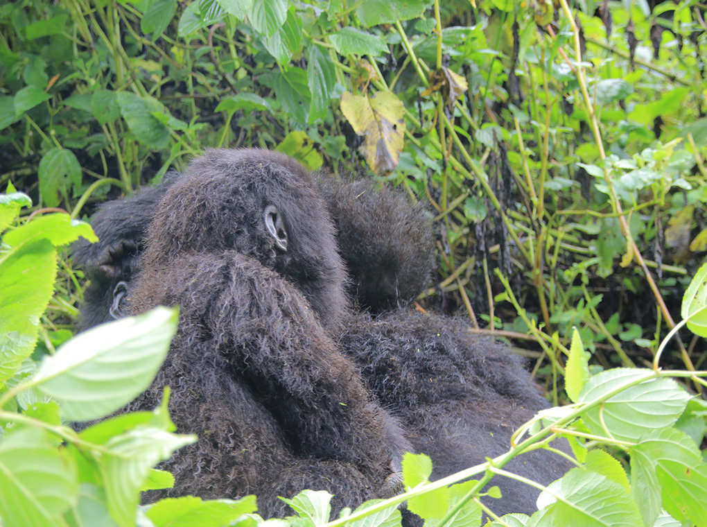 Rules and guidelines for gorilla trekking visitors