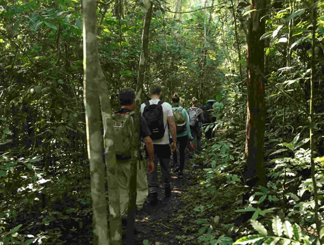 The Primary Gorilla Habituation Hub in Uganda