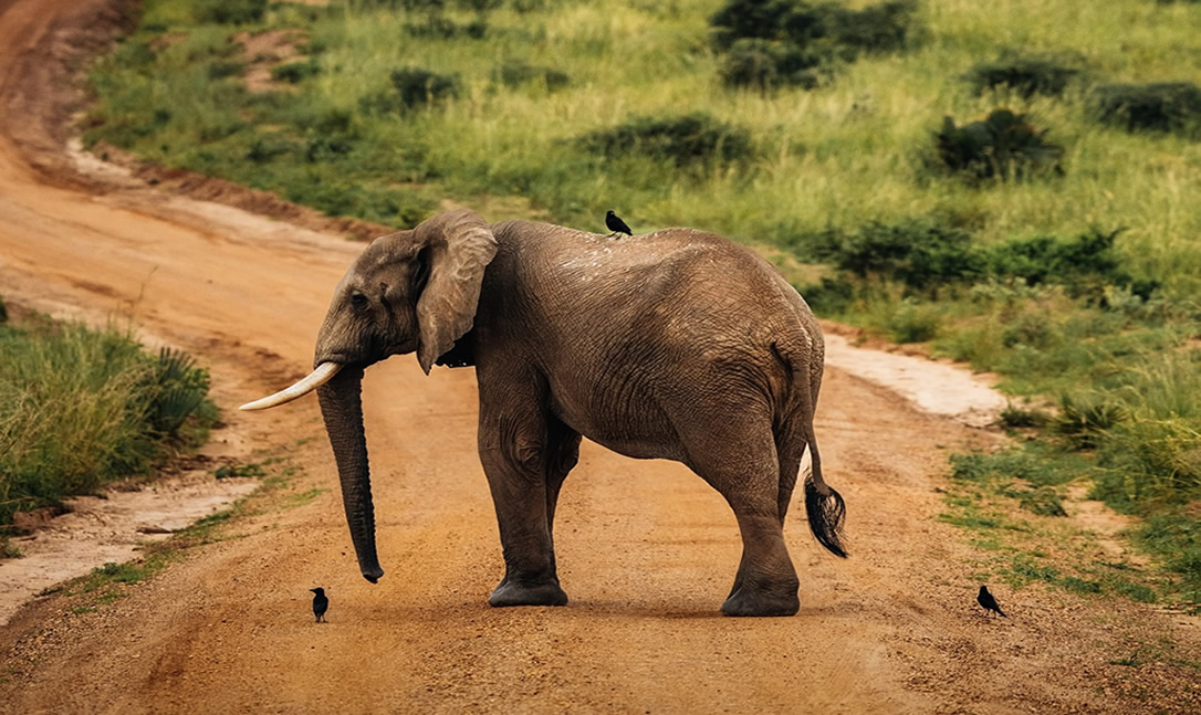The Safari Anti Bucket List 8 Things to Avoid in Africa and What to Do in Africa