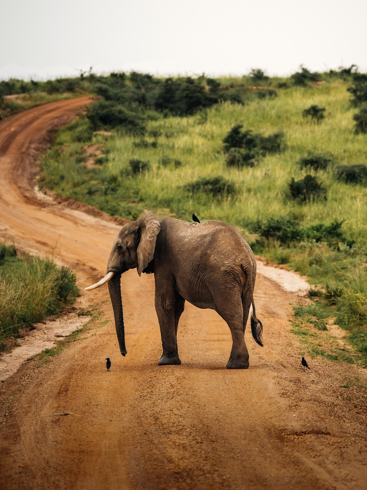 The Safari Anti Bucket List 8 Things to Avoid in Africa and What to Do in Africa