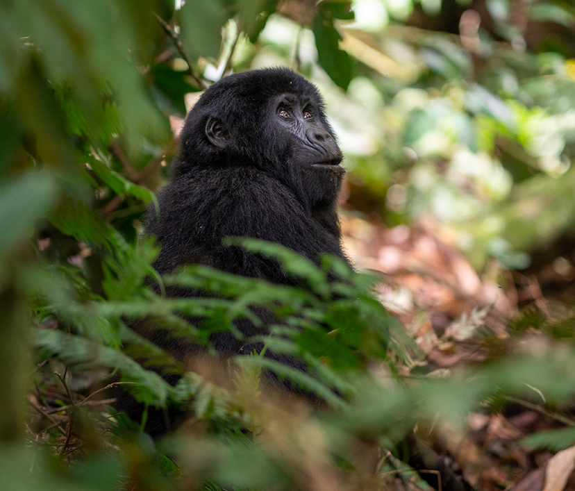 The gorilla habituation permit is one of the most premium wildlife permits in Africa.