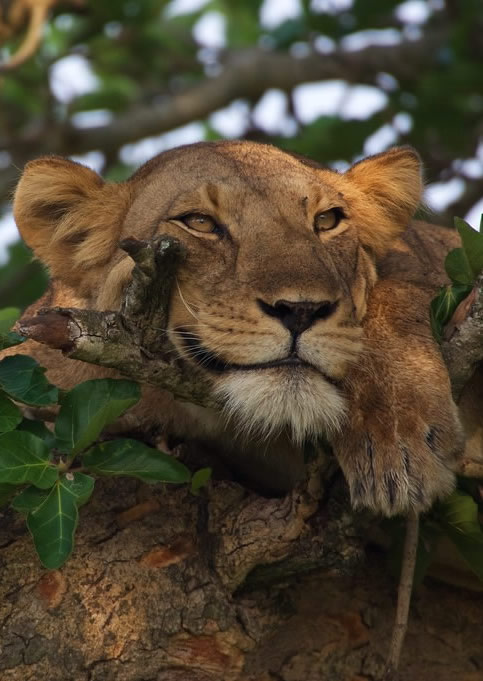 The park is also famous for its tree-climbing lions in the Ishasha sector — a remarkable behavior unique to this region.