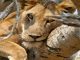 Tree climbing lions in Ishasha Sector.