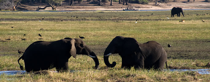 Uganda's Top Wildlife Safari Destinations