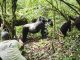Rules and guidelines for gorilla trekking visitors.