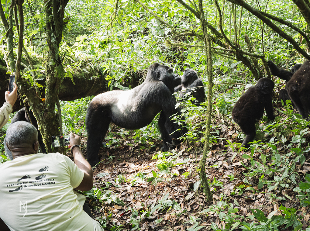 Rules and guidelines for gorilla trekking visitors.