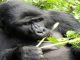 Are there Silverback gorillas in Africa