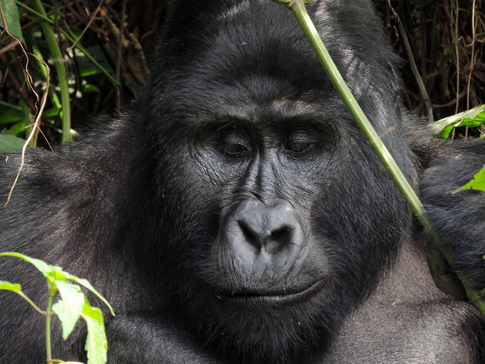 Bwindi Impenetrable national park