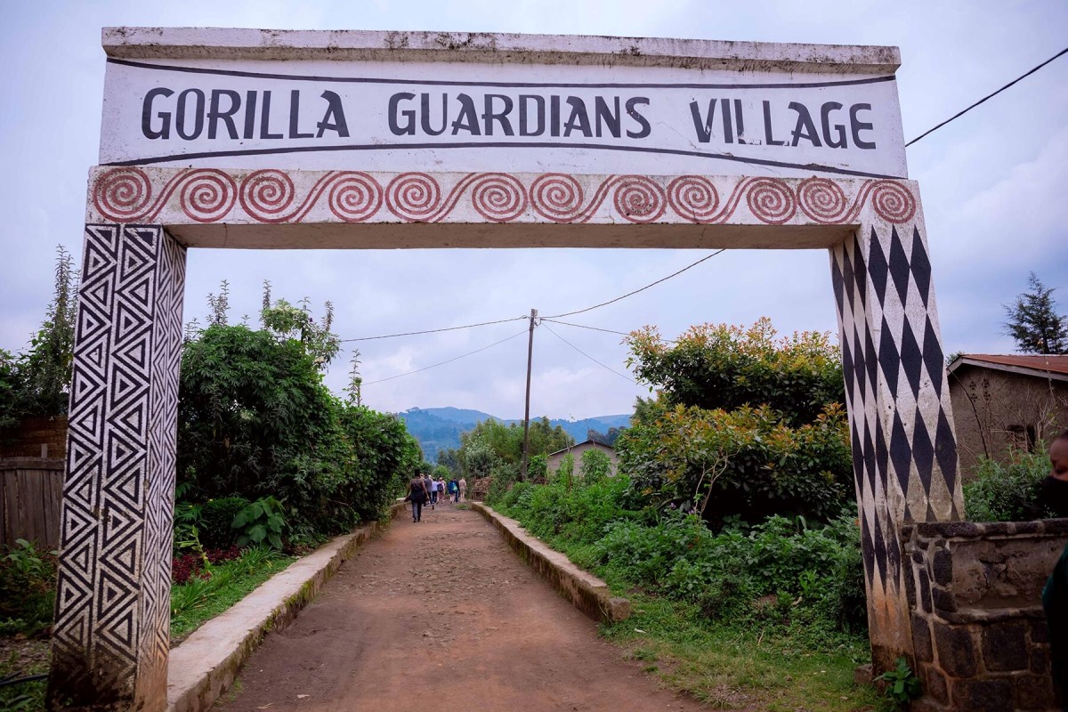 visiting the gorilla guardian village