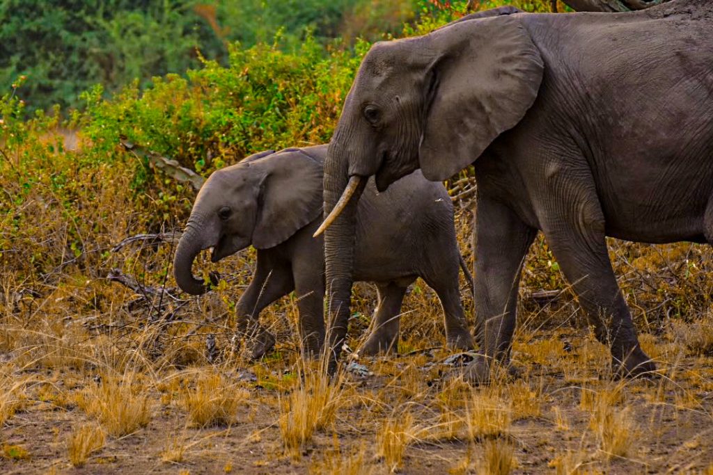 Queen Elizabeth National Park