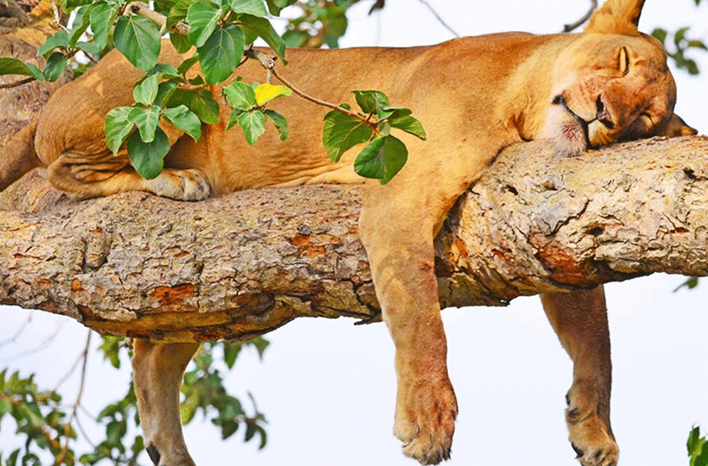 Where to See Tree Climbing Lions on a Self-Drive Safari