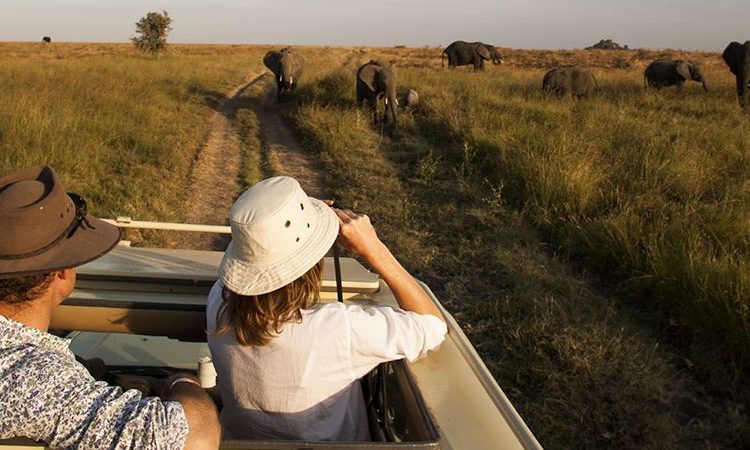 Game Drives in Queen Elizabeth National park