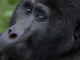 Gorilla Trekking in Uganda.