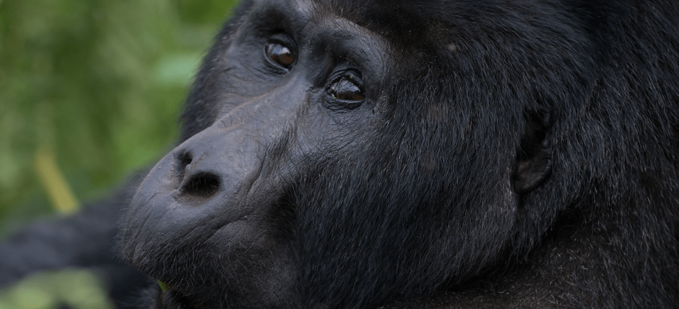 Gorilla Trekking in Uganda.