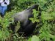 How tall is a silverback standing on two feet every thing you need to know