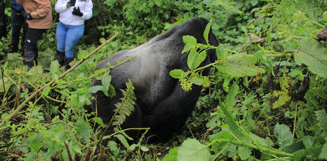 How tall is a silverback standing on two feet every thing you need to know
