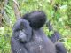 Do l need travel insurance for a gorilla safari.