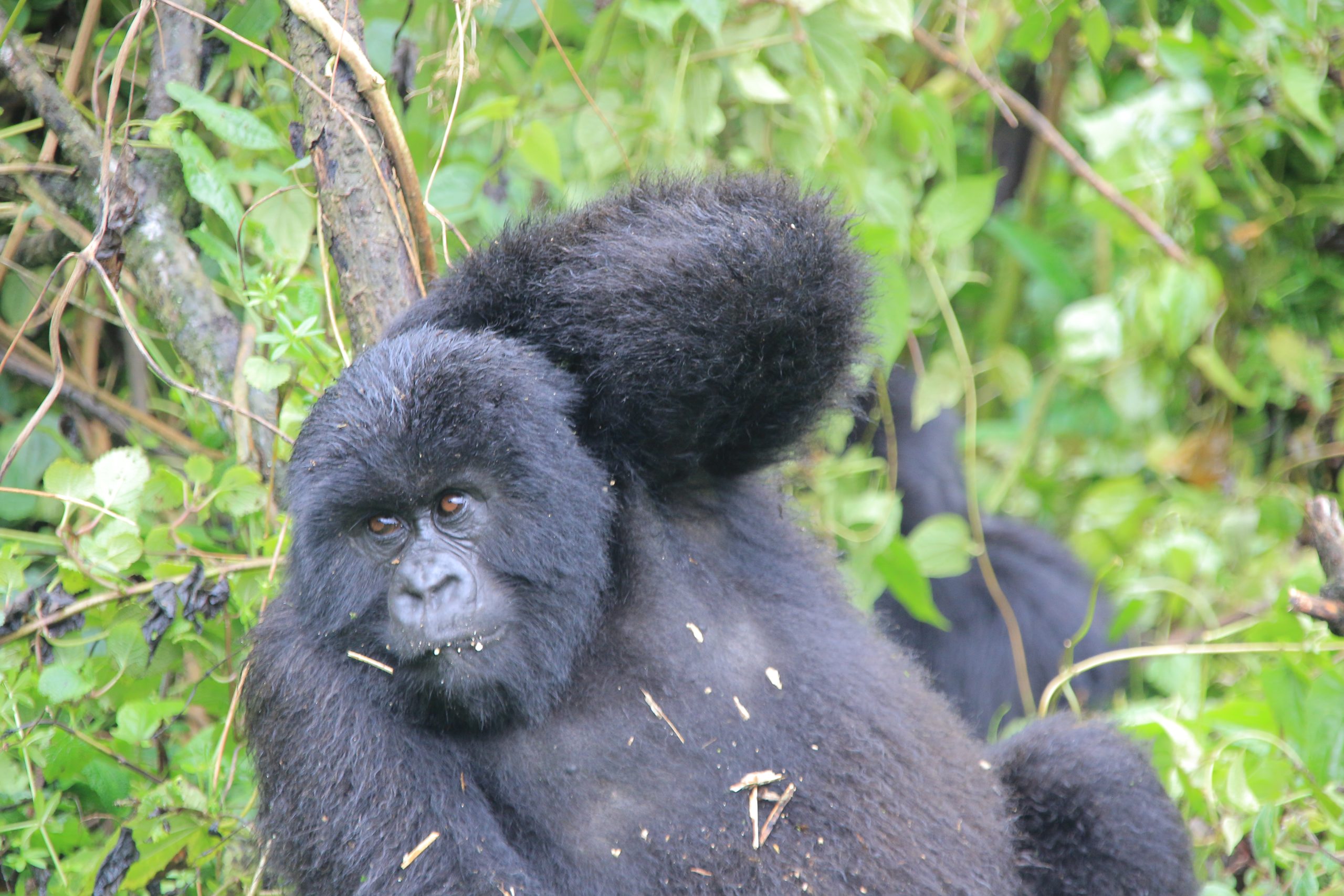 Do l need travel insurance for a gorilla safari.