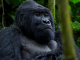 Ebola in Uganda 2026: Is it safe to trek gorillas.
