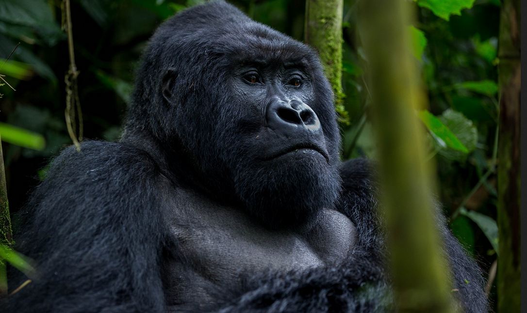 Ebola in Uganda 2026: Is it safe to trek gorillas.