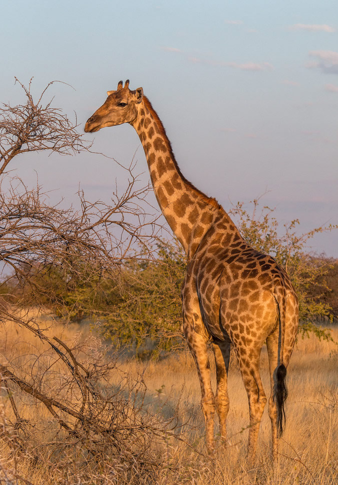 game drives and giraffe viewing