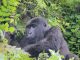 luxury Rwanda gorilla safari