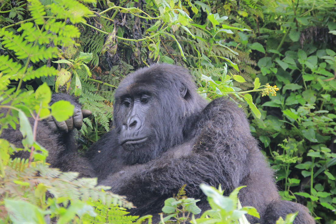 luxury Rwanda gorilla safari