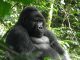 3 days Rwanda gorilla safari