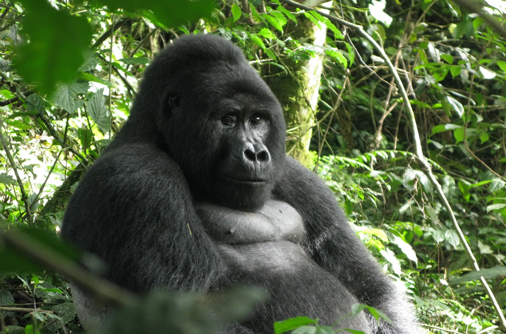 3 days Rwanda gorilla safari