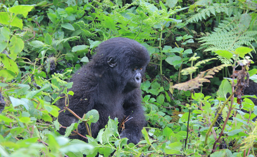 6 days gorilla trekking& wildlife with kids