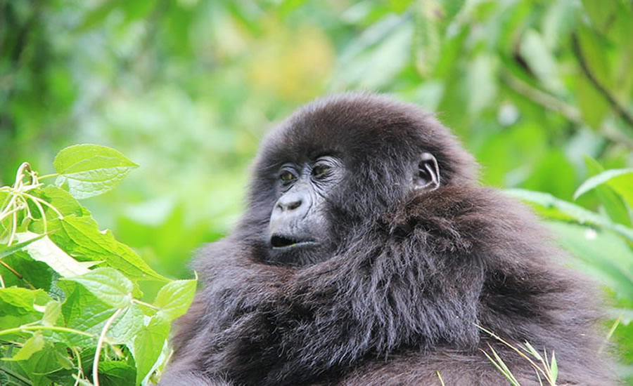 7 days gorillas & wildlife with kids