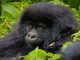 8 days best of Rwanda safari.