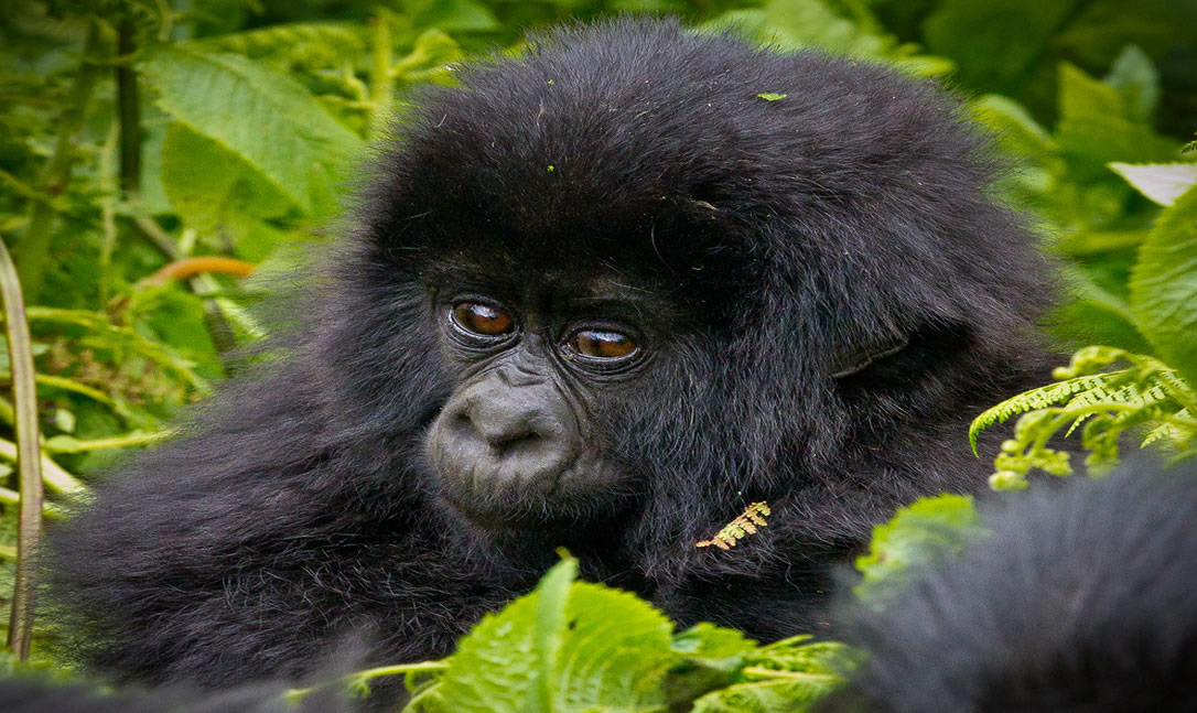 8 days best of Rwanda safari.