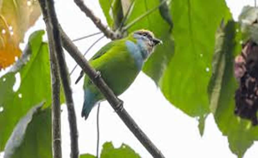 African green broad bill