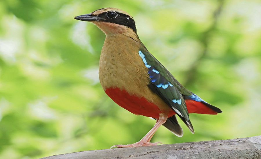 African pitta
