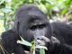 Best gorilla families to see in Bwindi Impenetrable National Park