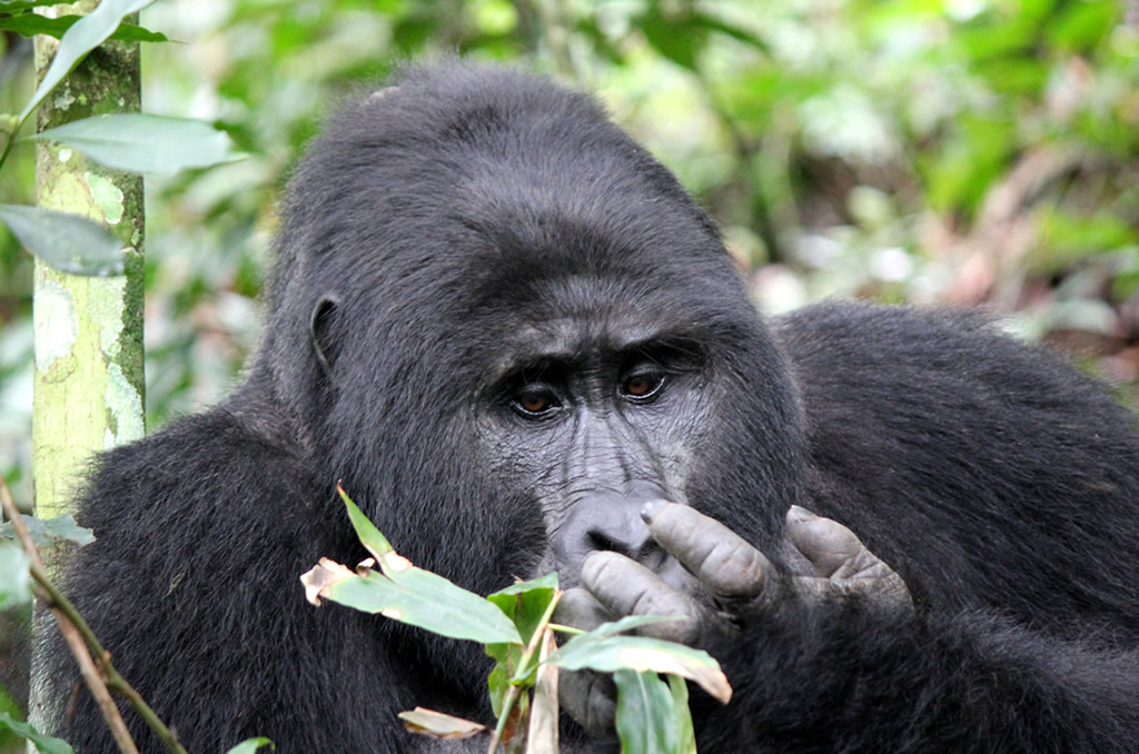 Best gorilla families to see in Bwindi Impenetrable National Park