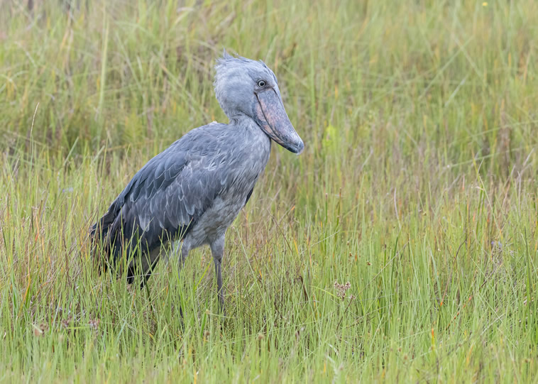 Bird watching in Mabamba swap