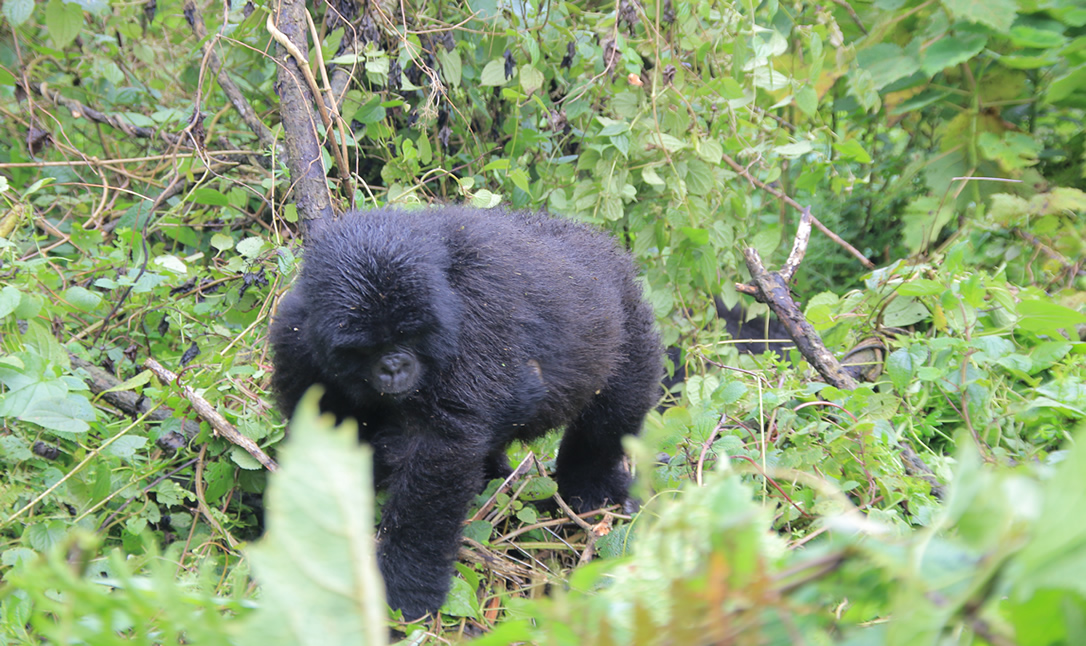 Gorilla trekking Frequently Asked Questions