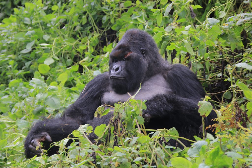 Gorilla trekking in Bwindi