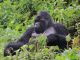 Gorilla trekking in Bwindi