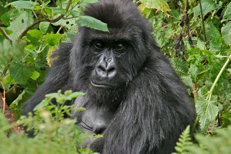 Gorilla trekking in Bwindi Impenetrable national park