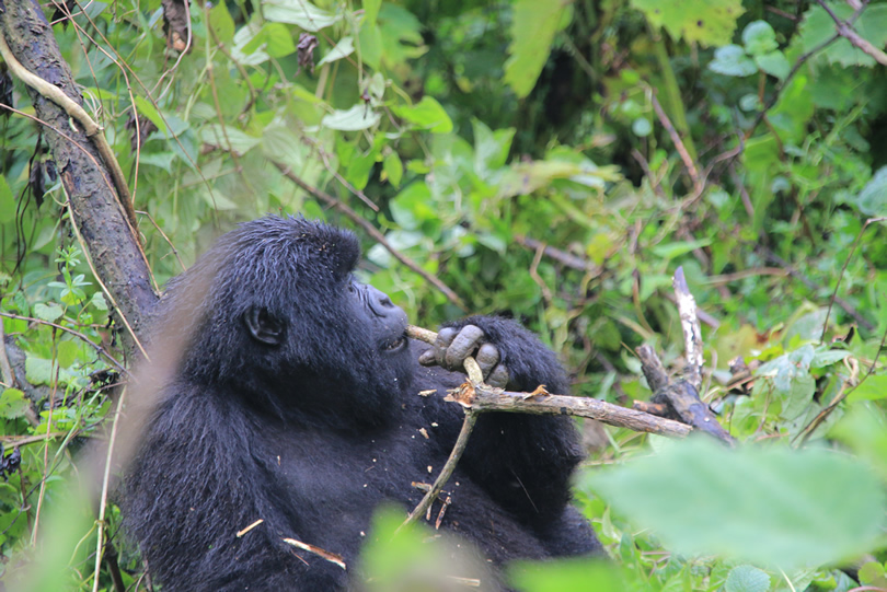Gorilla trekking in Rwanda,,