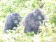 Last Minute Gorilla Trekking In Uganda