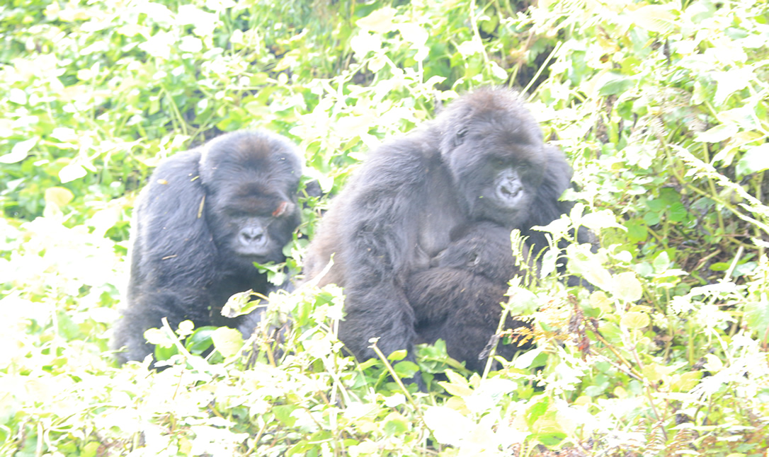 Last Minute Gorilla Trekking In Uganda