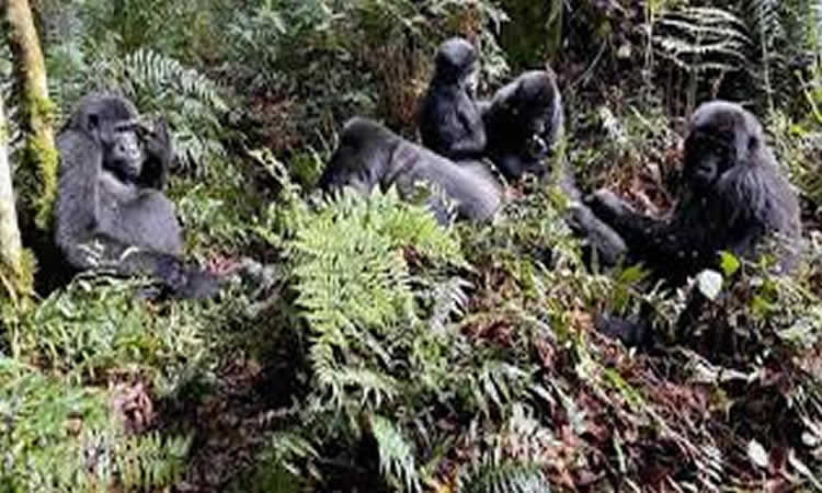 Nshongi gorilla group (Rushaga sector)
