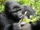 Ntambara Gorilla Family